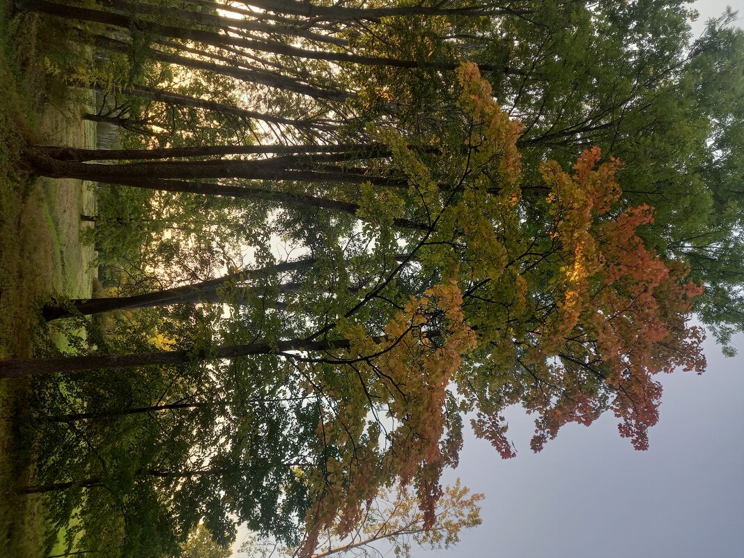 Осень - Сапсан 