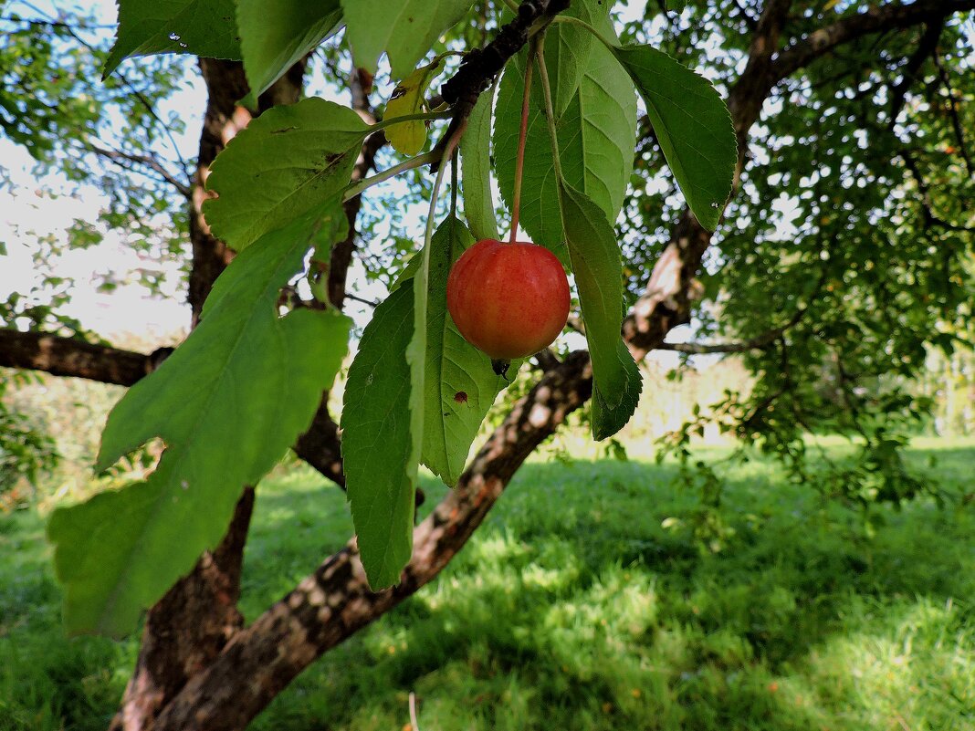 Райское яблочко - Мария Васильева