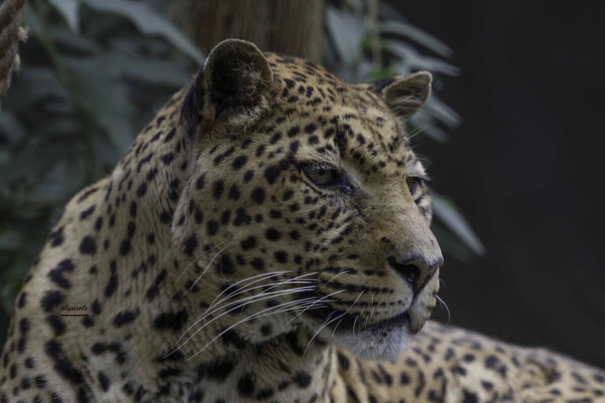 Leopard - Al Pashang 