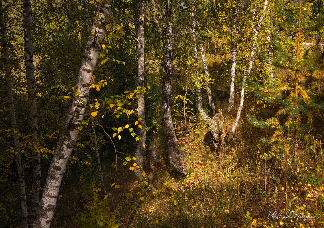 "Осень в березовой роще"© - Владимир Макаров
