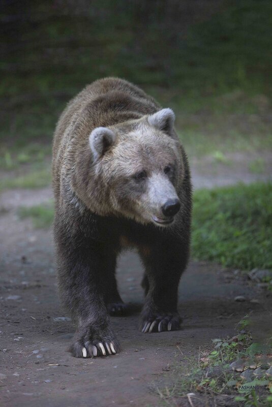 Grizzly bear - Al Pashang 