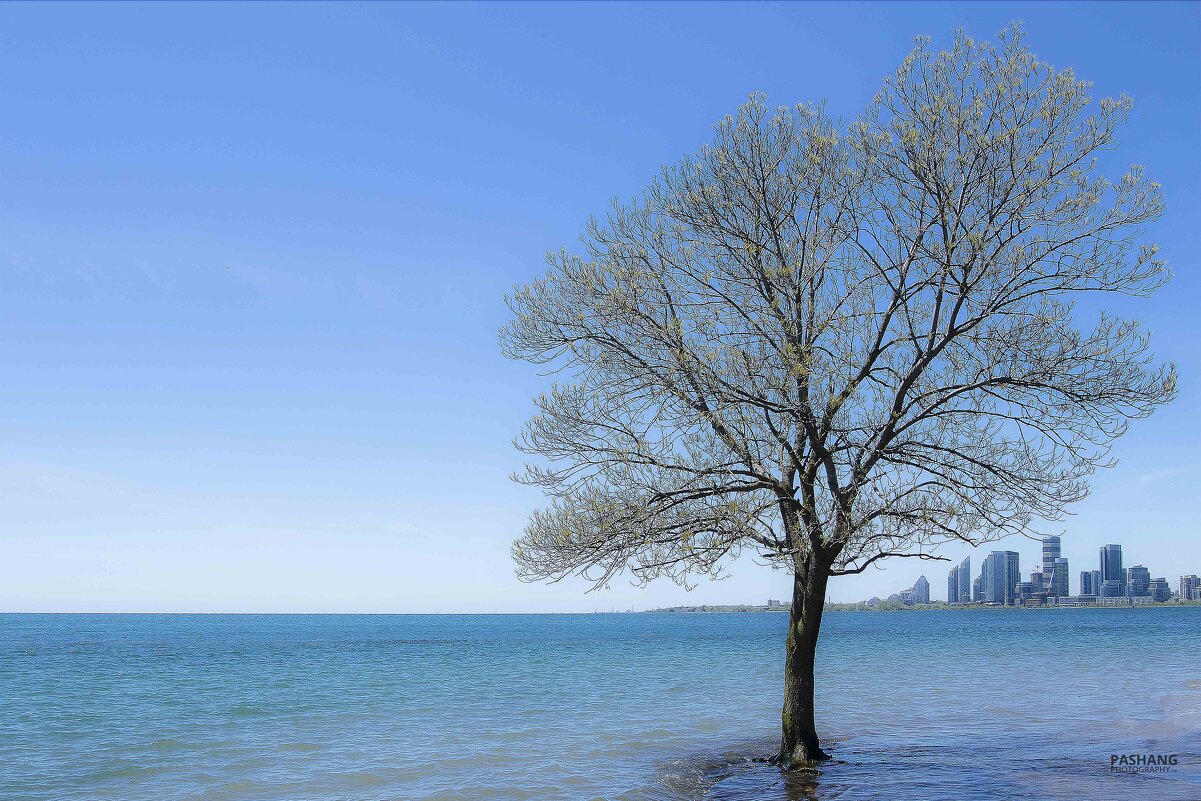 Tree and water. - Al Pashang 