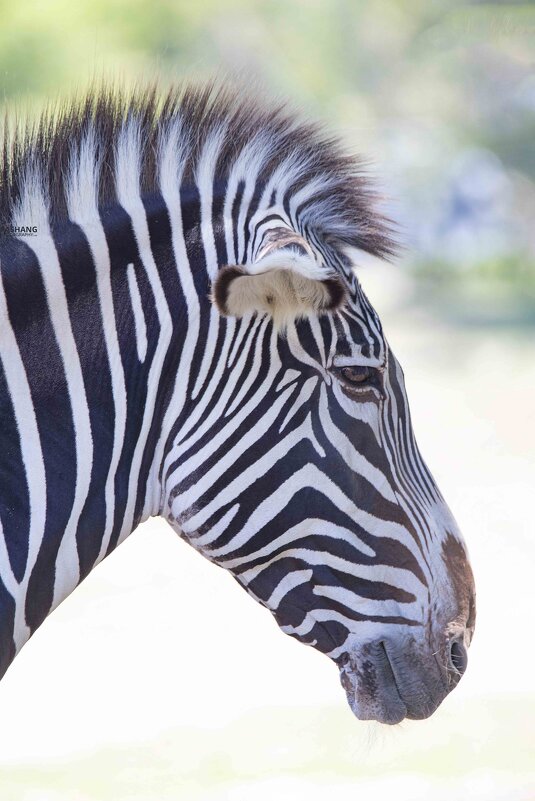 Grevy&#39;s zebra. - Al Pashang 