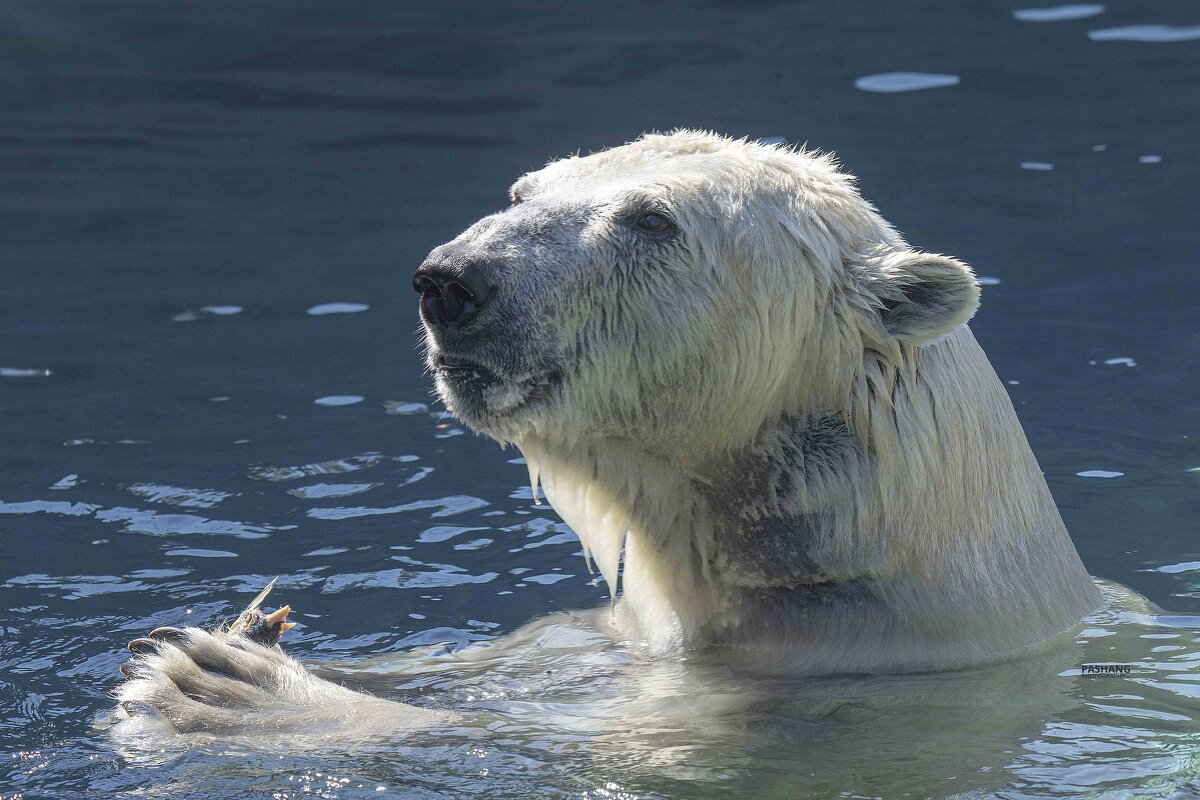 Polar bear - Al Pashang 