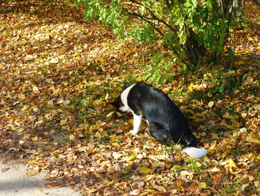 Осенний листопад и мышкующий пес! - Владимир 