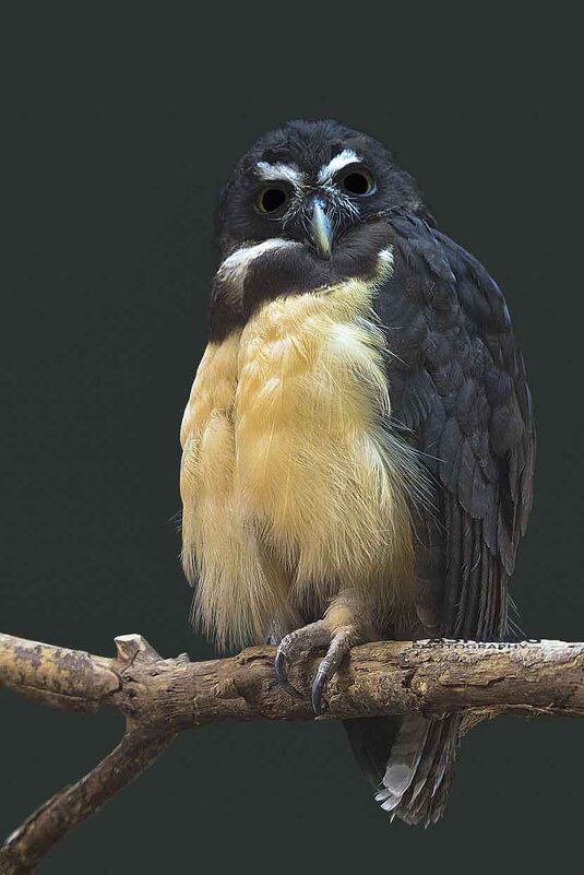 Spectacled owl - Al Pashang 