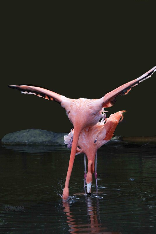 Flamingo - Al Pashang 