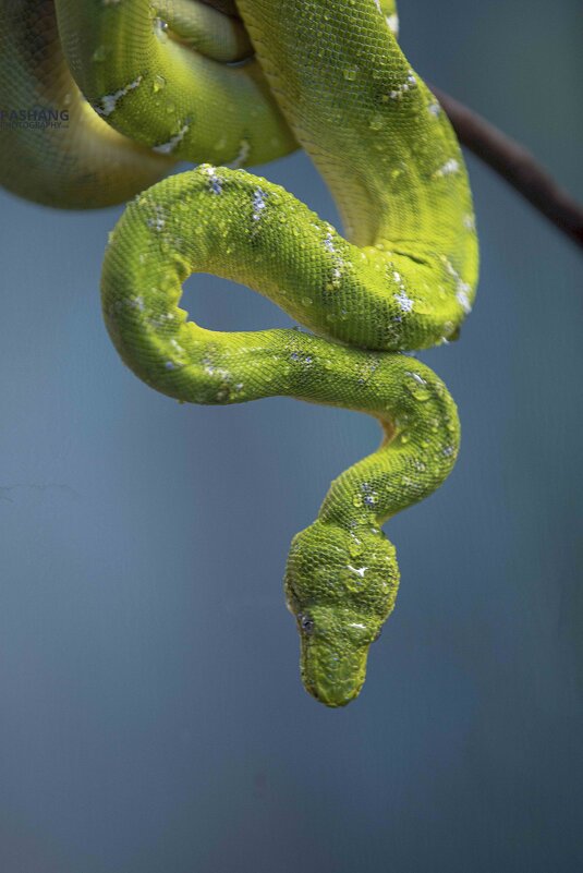 Emerald tree boa - Al Pashang 