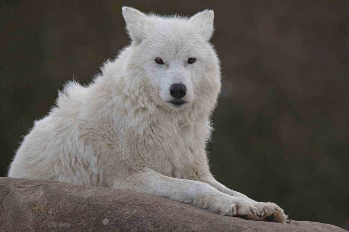 Arctic wolf - Al Pashang 