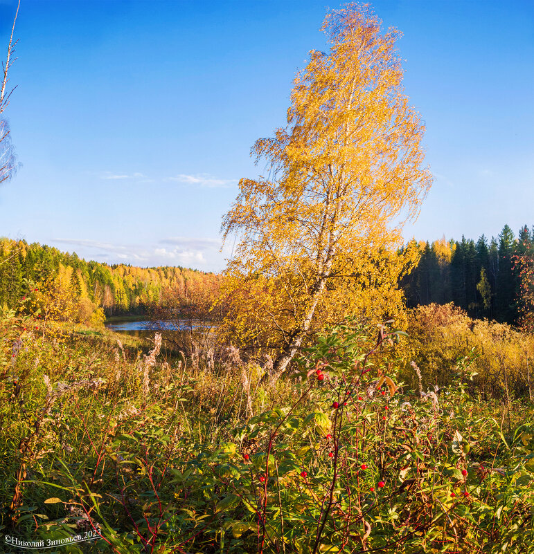 Золотая осень на берегу реки Ухта - Николай Зиновьев
