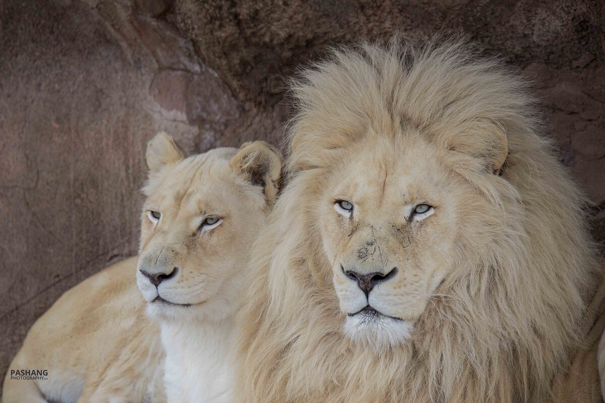 White lion couple. - Al Pashang 