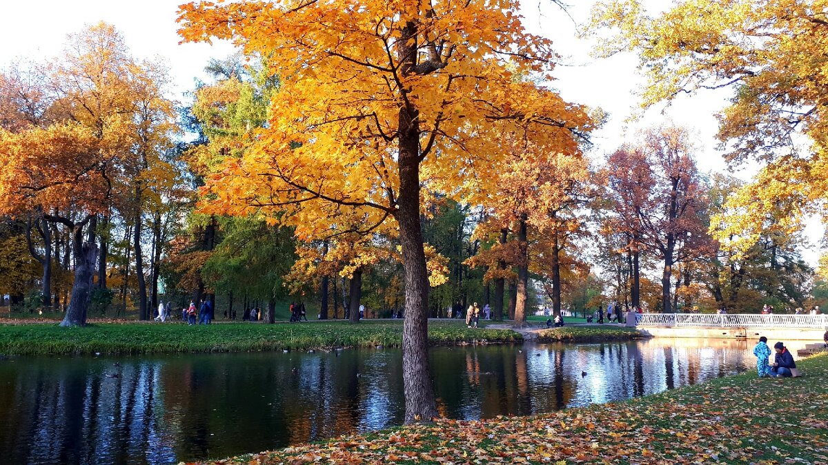 Золотая осень в Александровском парке. - Ольга 