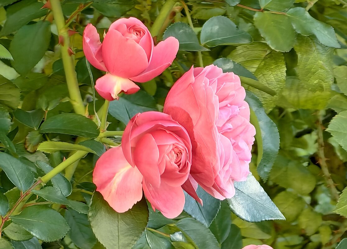 Сентябрьские розы - Любовь Зинченко 