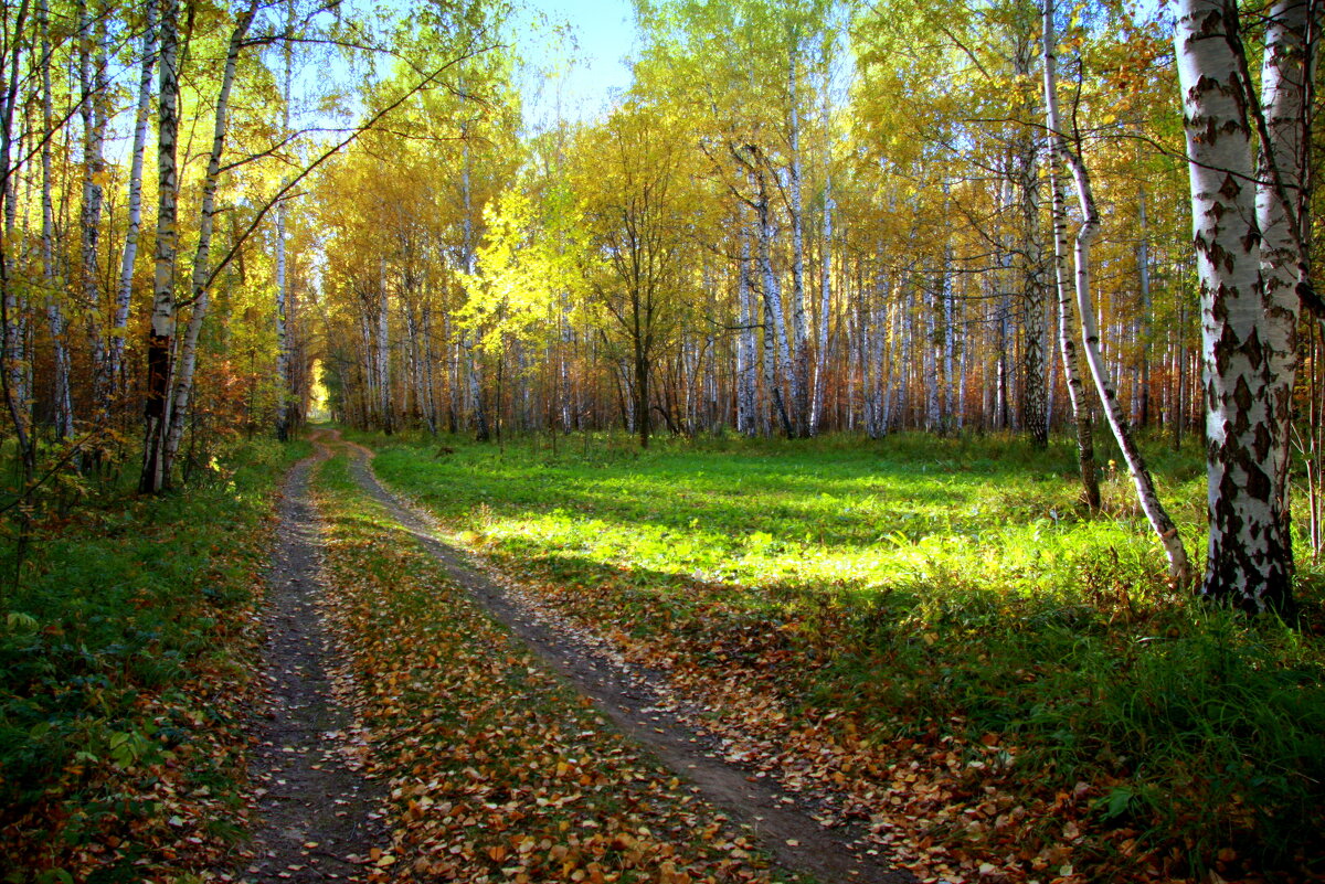 Осень в лесу... - Нэля Лысенко