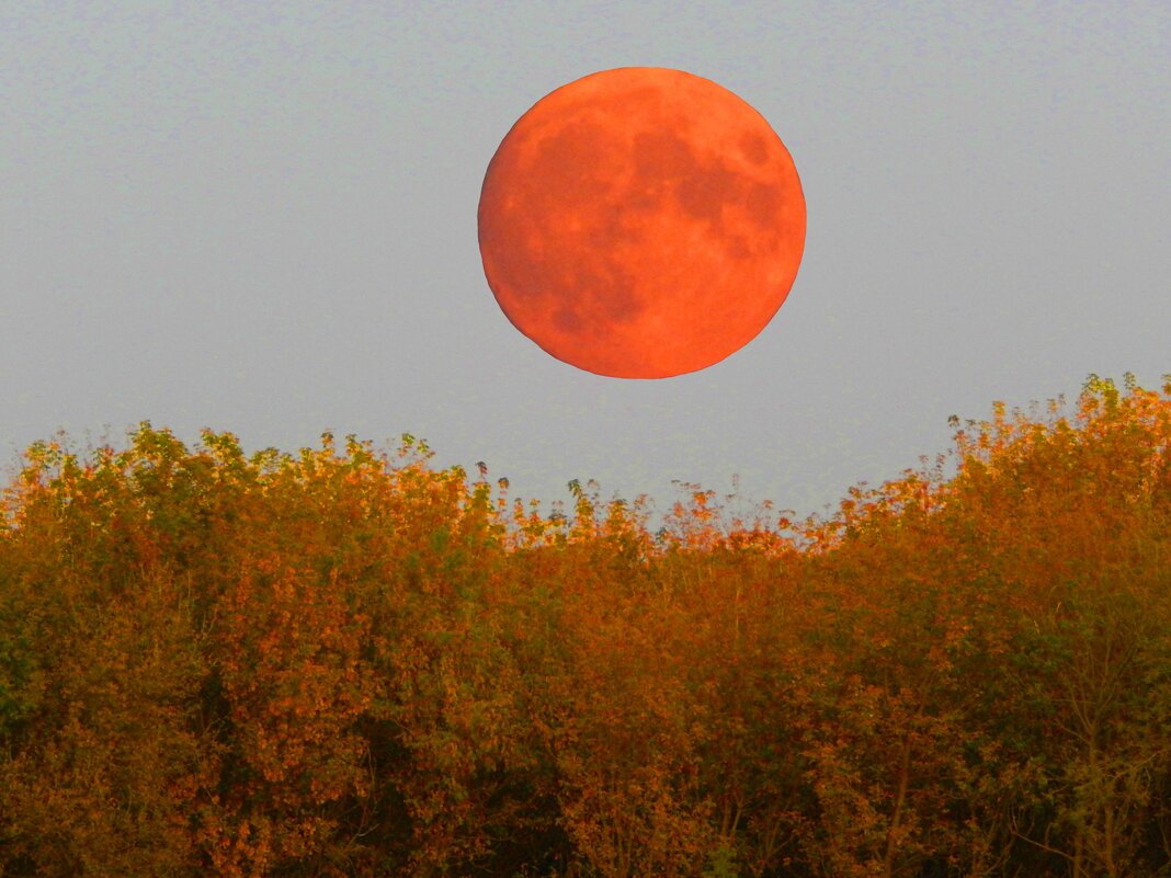 рыжая луна - Alisa Koteva 