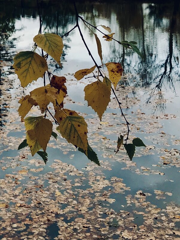 Листья желтые над озером кружатся… - Любовь 