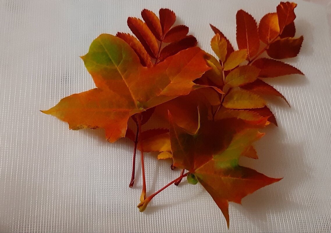 Осенние листья - Ольга 