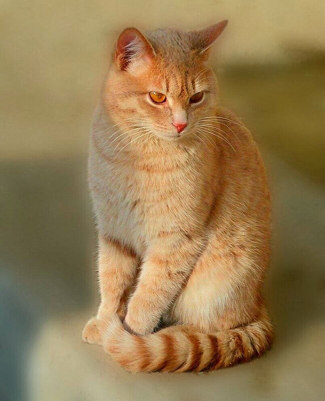 Рыжий котик - Натала ***