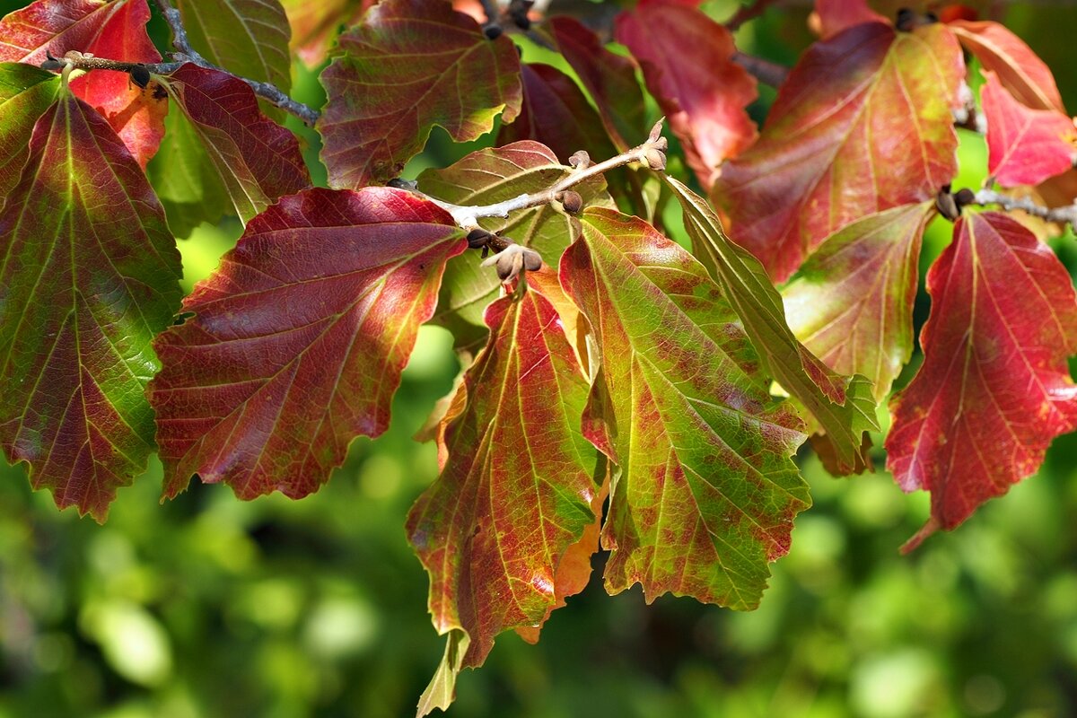 Сентябрьские листья железного дерева - wea *