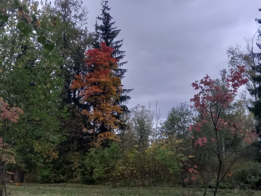 Осень - Сапсан 