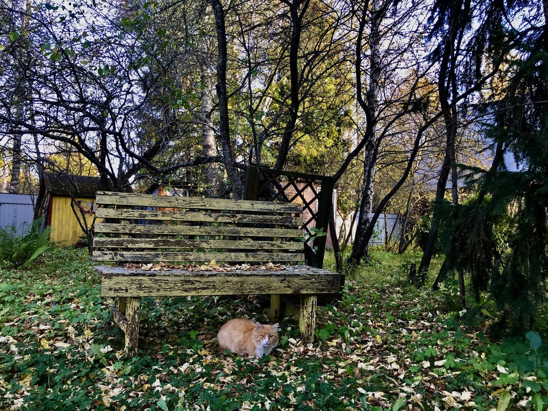 Осенний котик. - Любовь 