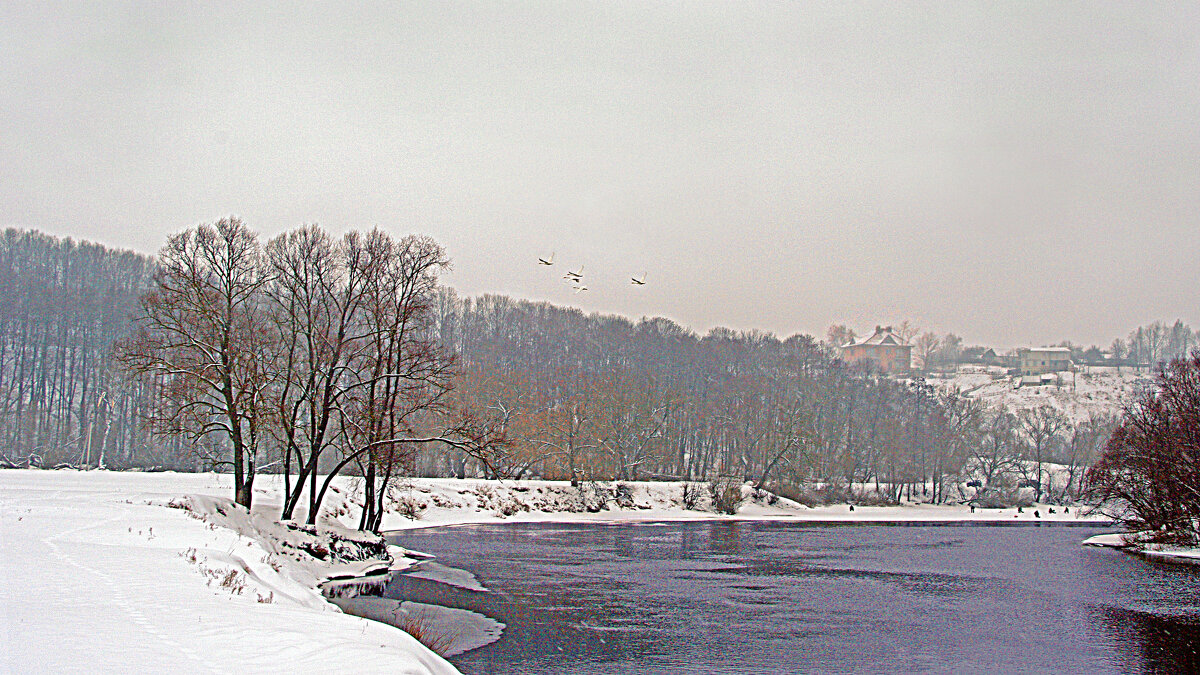 Лебеди в марте 2012г над Десной - Евгений 