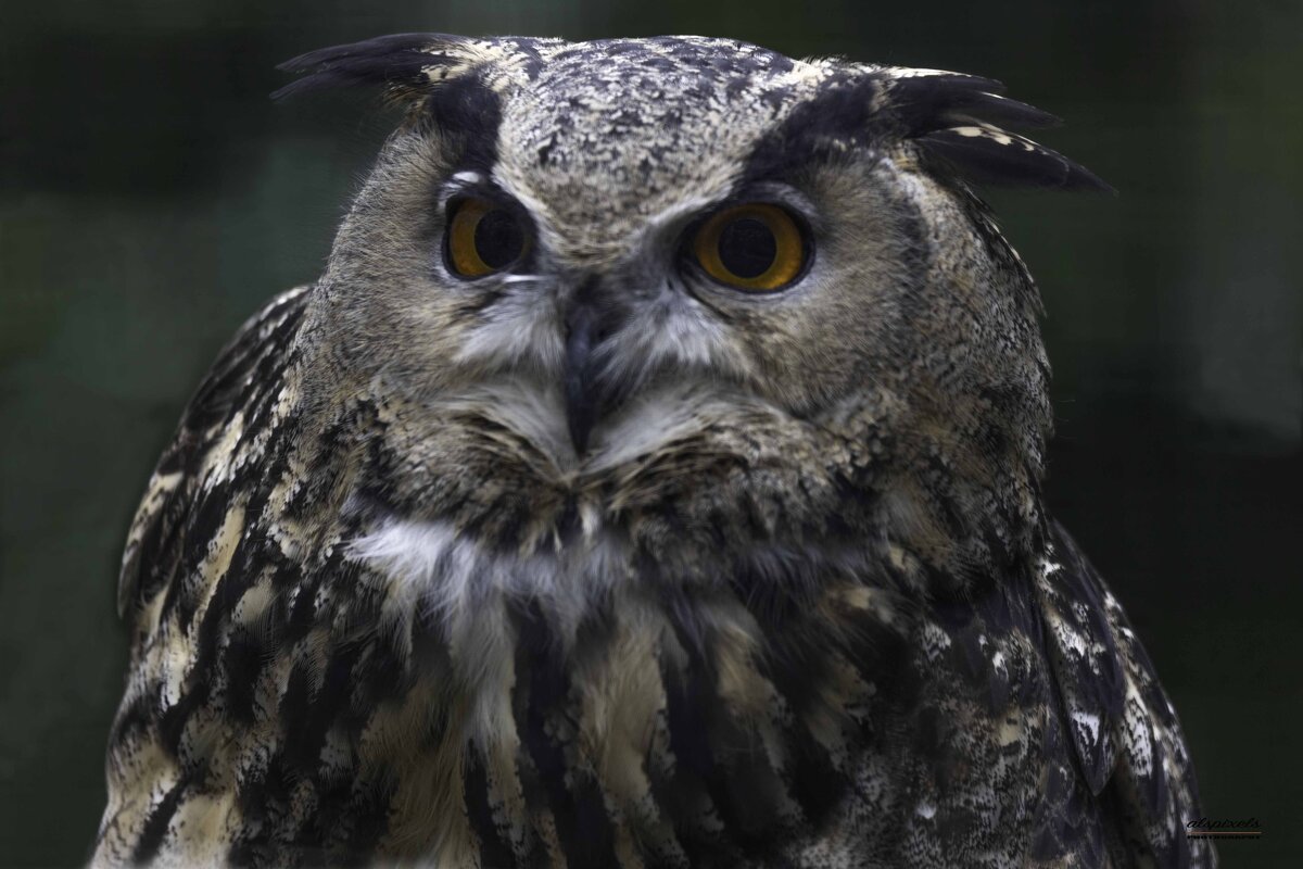 Eagle owl - Al Pashang 