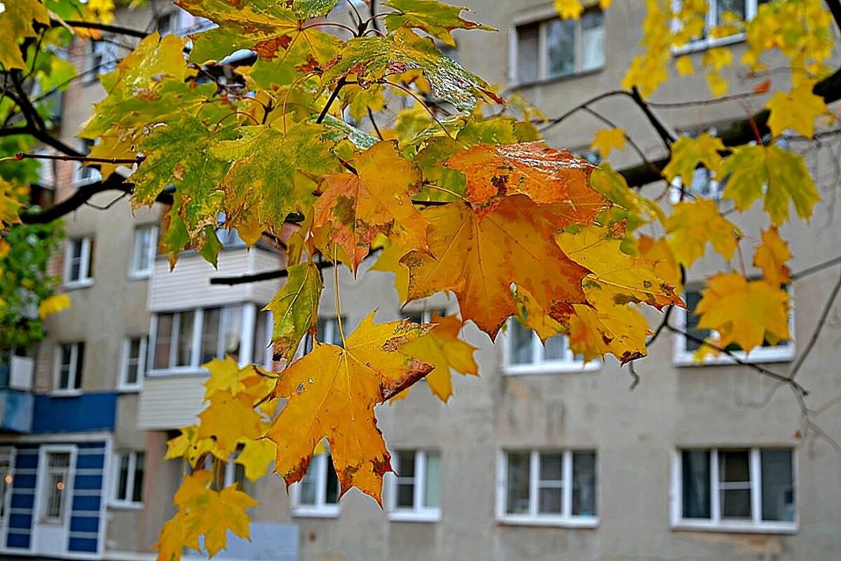 Листья желтые и не только... - Михаил Столяров