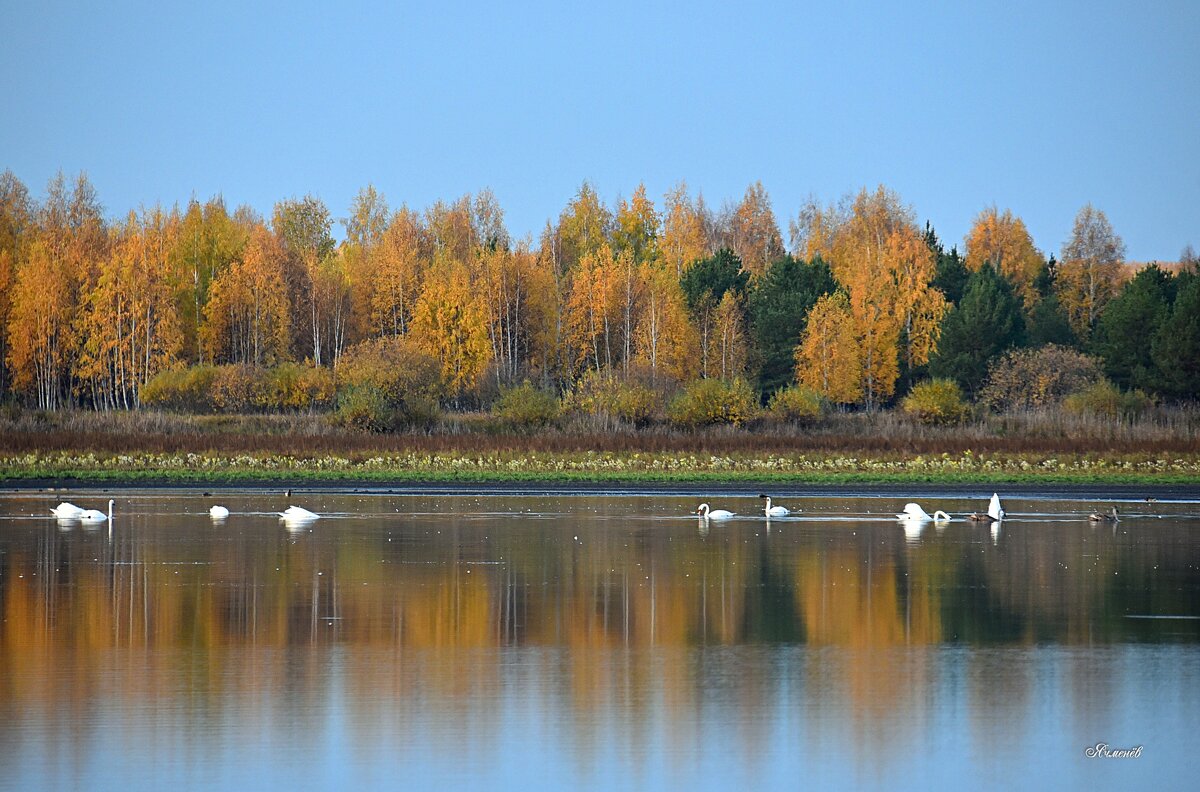 Озеро...Лебеди...Осень... - Геннадий Ячменев