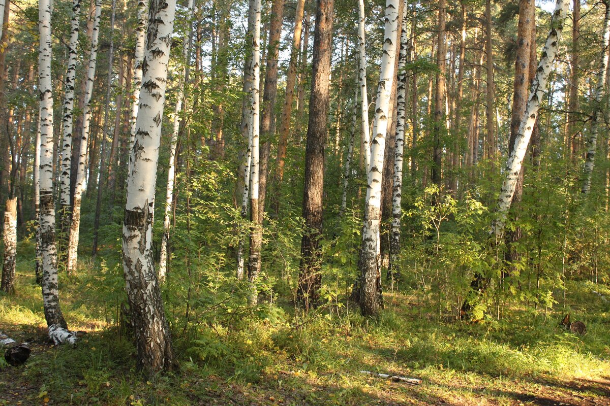 В лесу. - sav-al-v Савченко