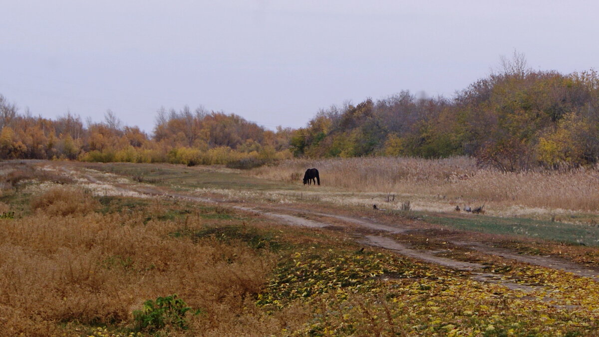 Осенний пейзаж с лошадкой. - сергей 