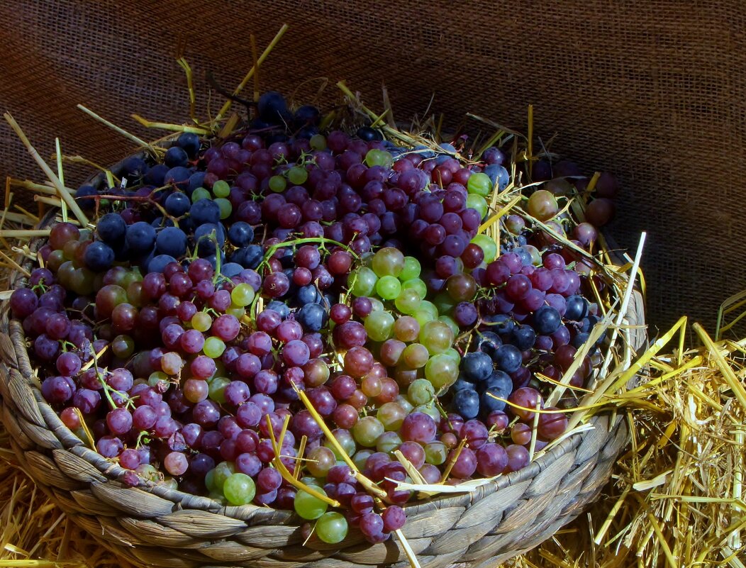 .. виноград на осенней выставке урожая в Аптекарском огороде... - galalog galalog