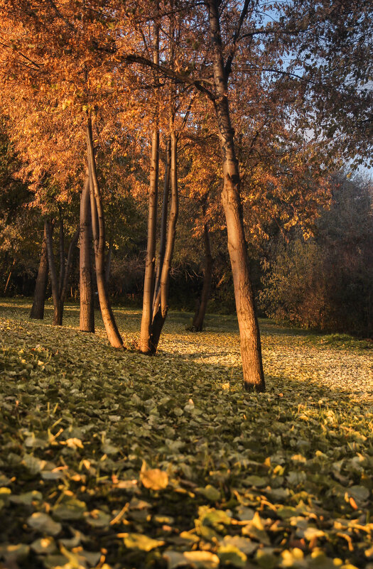 Осенний парк - Евгения Каравашкина