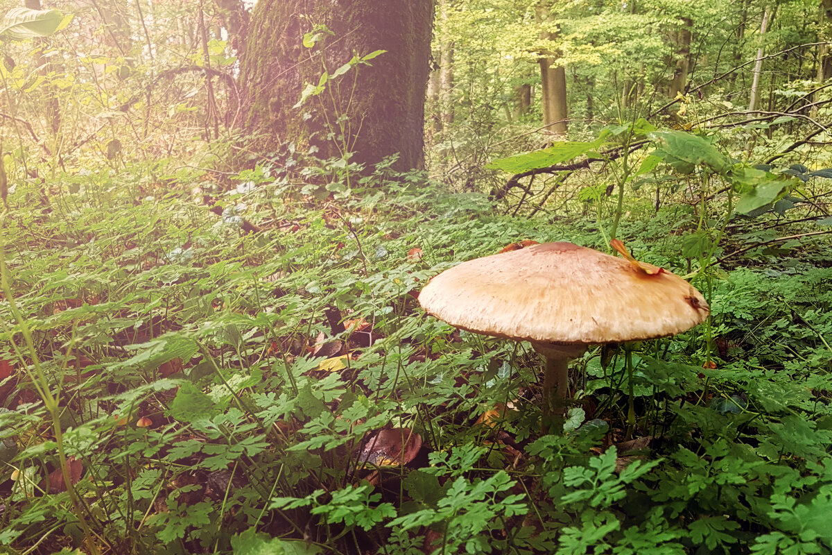 грибной лес - Тарас Кошкин 