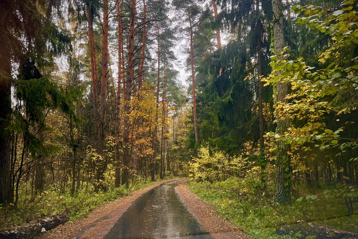 Осенняя дорога - Наташа Королева