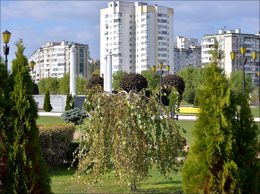 Берёза плакучая - Сеня Белгородский