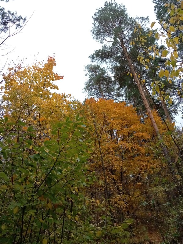 Наш лес осенью - Нина Колгатина 
