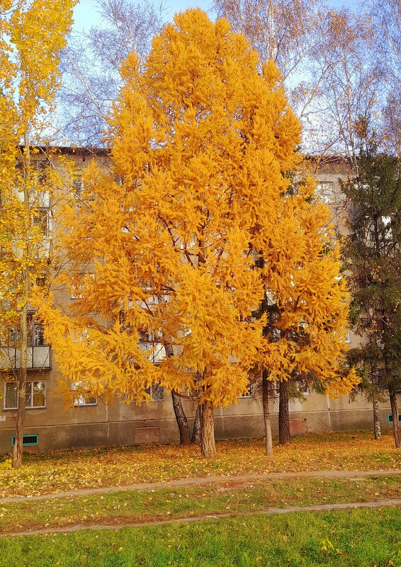 Осенняя лиственница . - Мила Бовкун