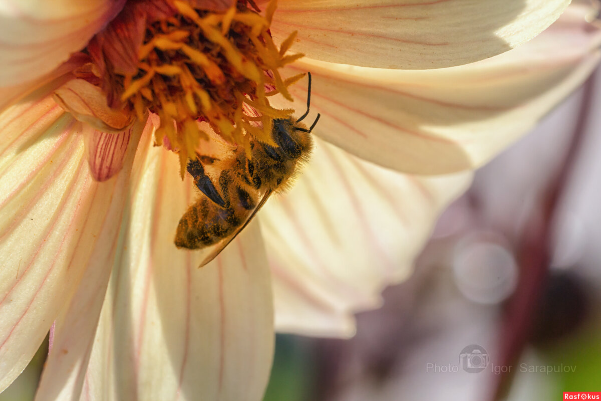 Пчела и осенний нектар - Игорь Сарапулов