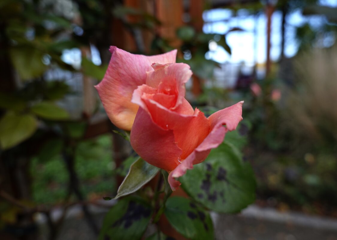 Осенние розы - прелестные, грустные розы!...... - Galina Dzubina