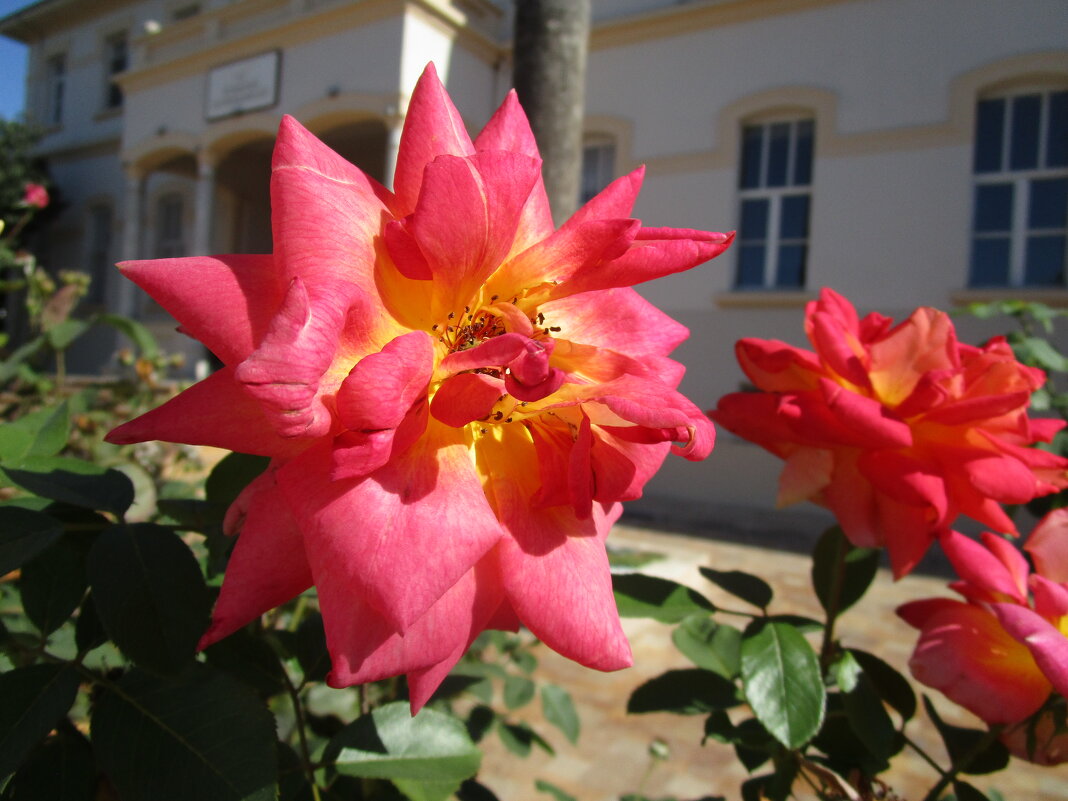 цветы Турции - Елена Шаламова