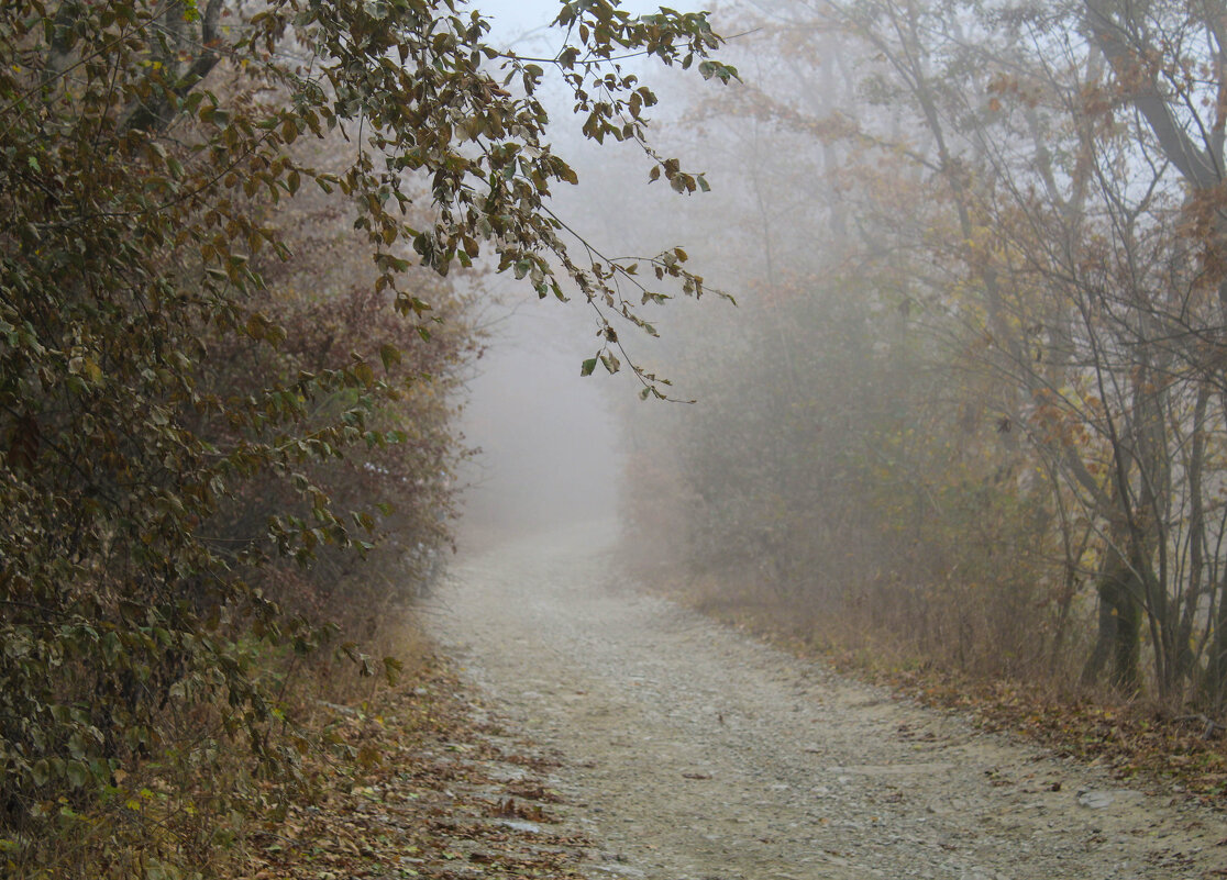 Дорога в туман - Ольга 
