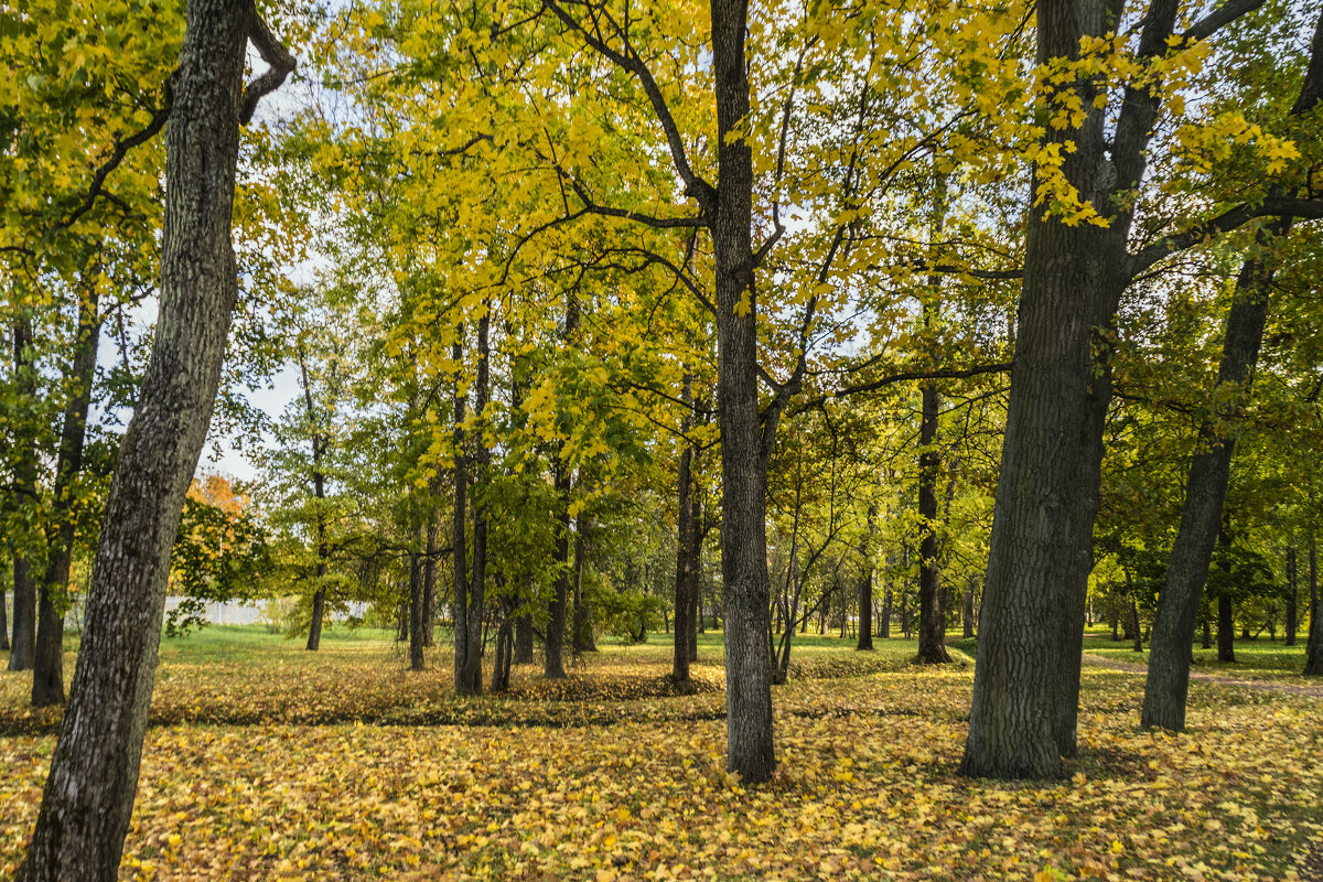 Осень в Александровском парке Царского села - Стальбаум Юрий 