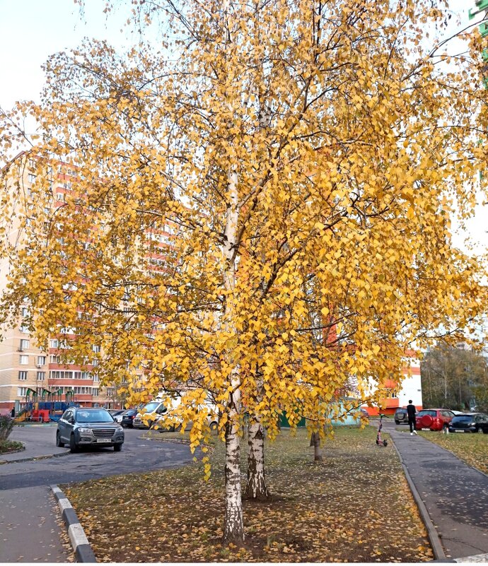 Осень - Татьяна Тюменка