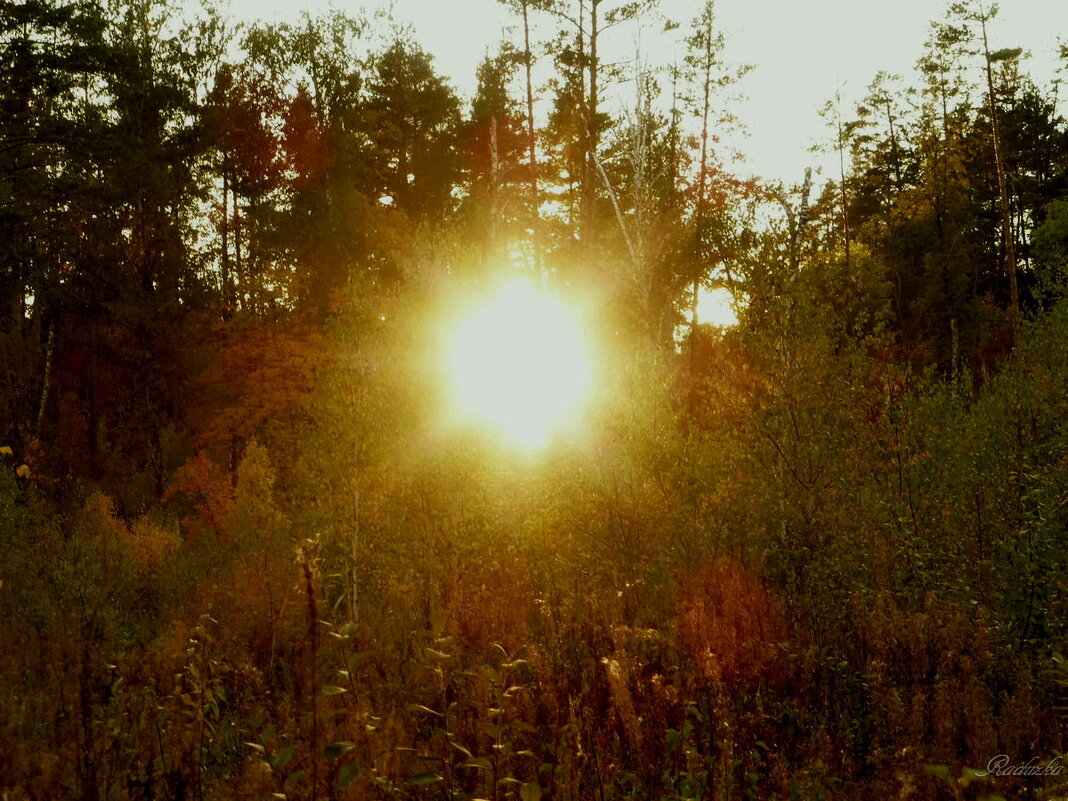 И солнце пробилось сквозь чащу лесную... - Raduzka (Надежда Веркина)