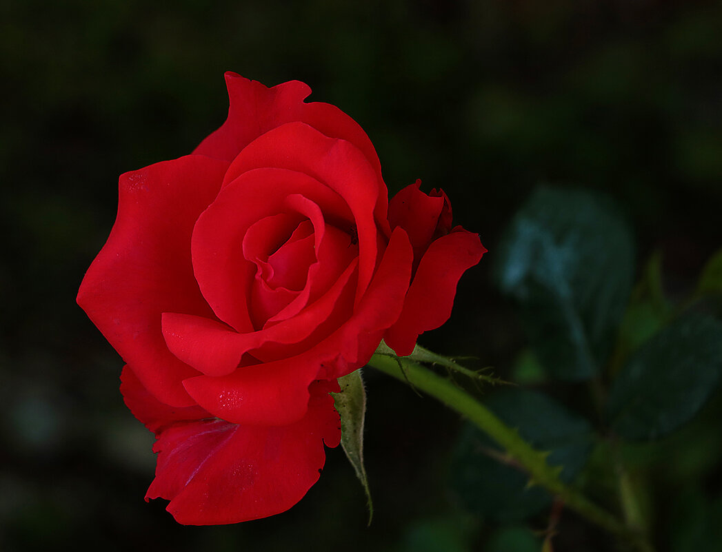 Красная-красная роза - Светлана 