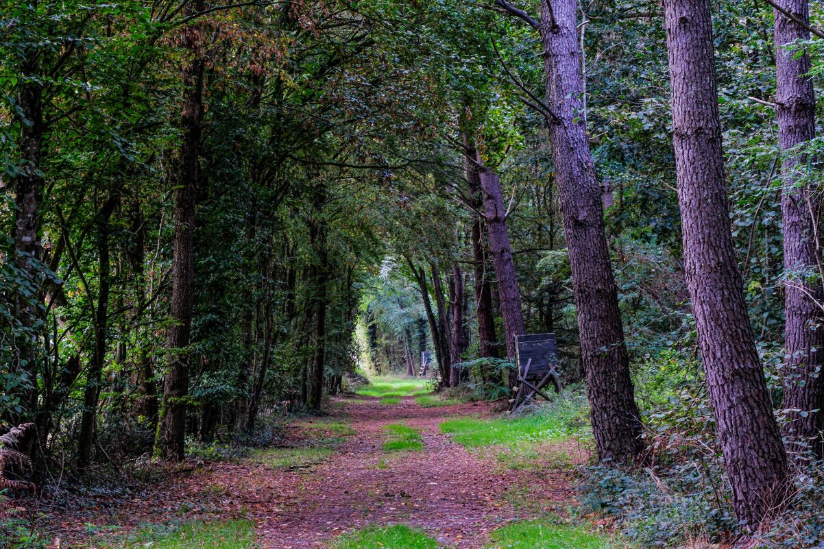 Прогулка в лесу возле замка Бриансон - Георгий А