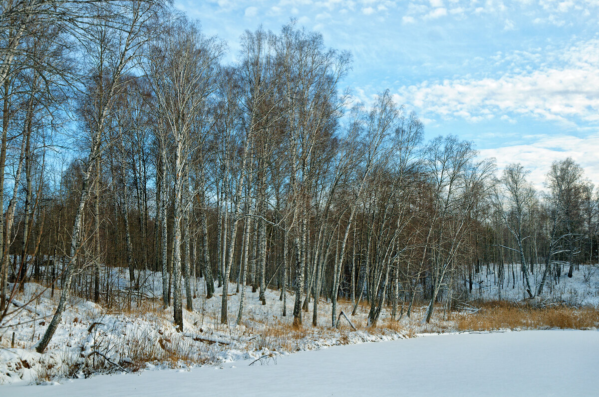 Начало зимы - Дмитрий Конев
