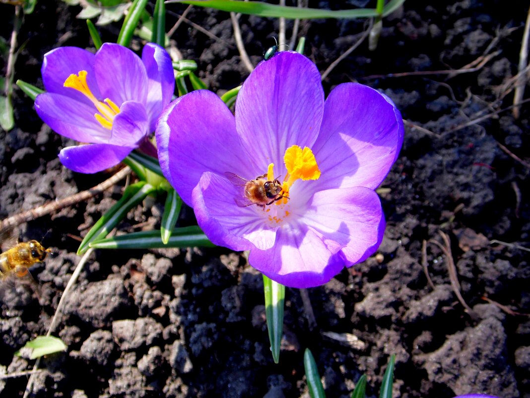 Весна.. цветы..  пчёлы.. - Девяткин Юрий 