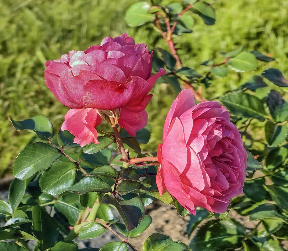 Ораниенбаумские розы - Стальбаум Юрий 